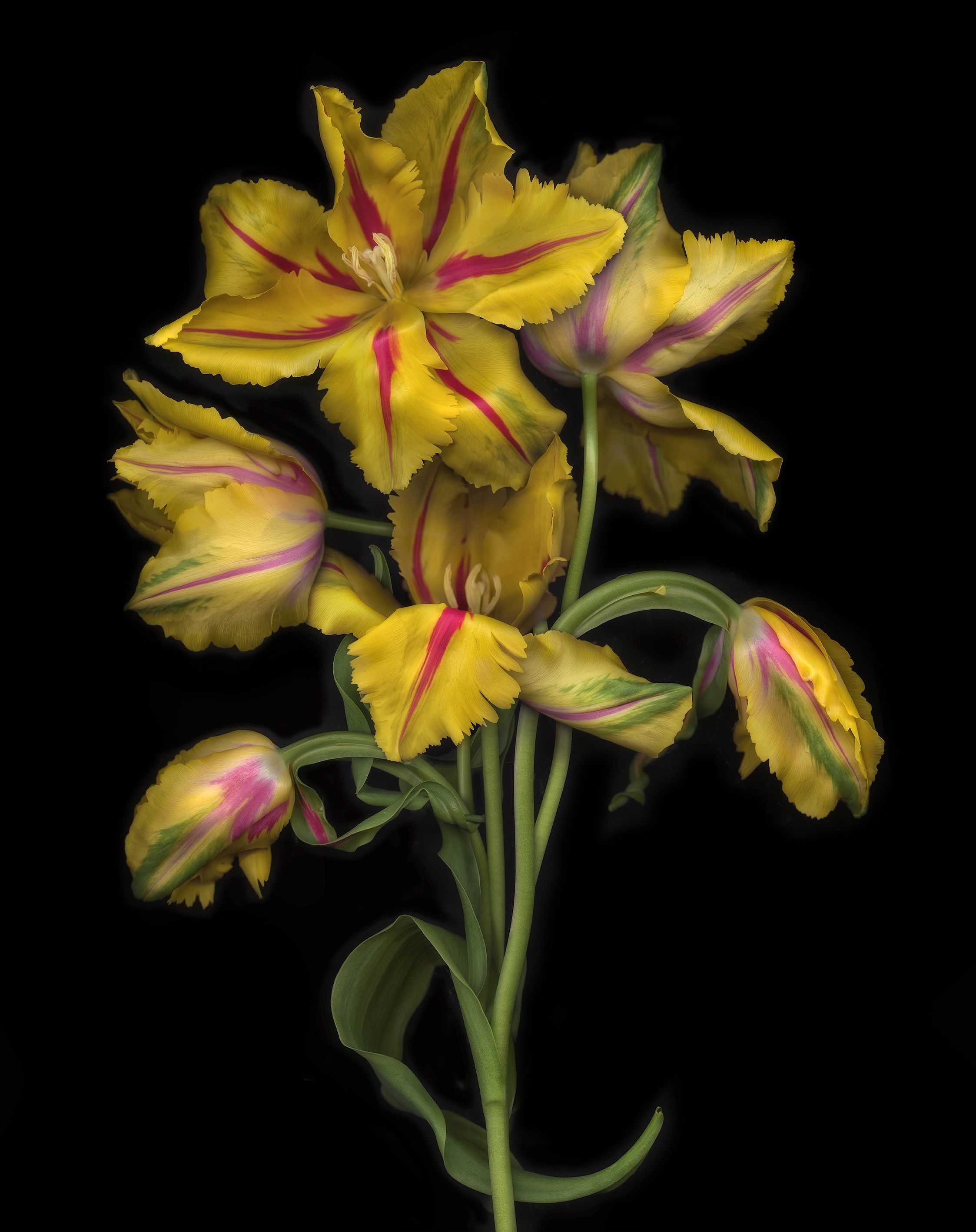 Western Lullabies N°6 by Allan Forsyth