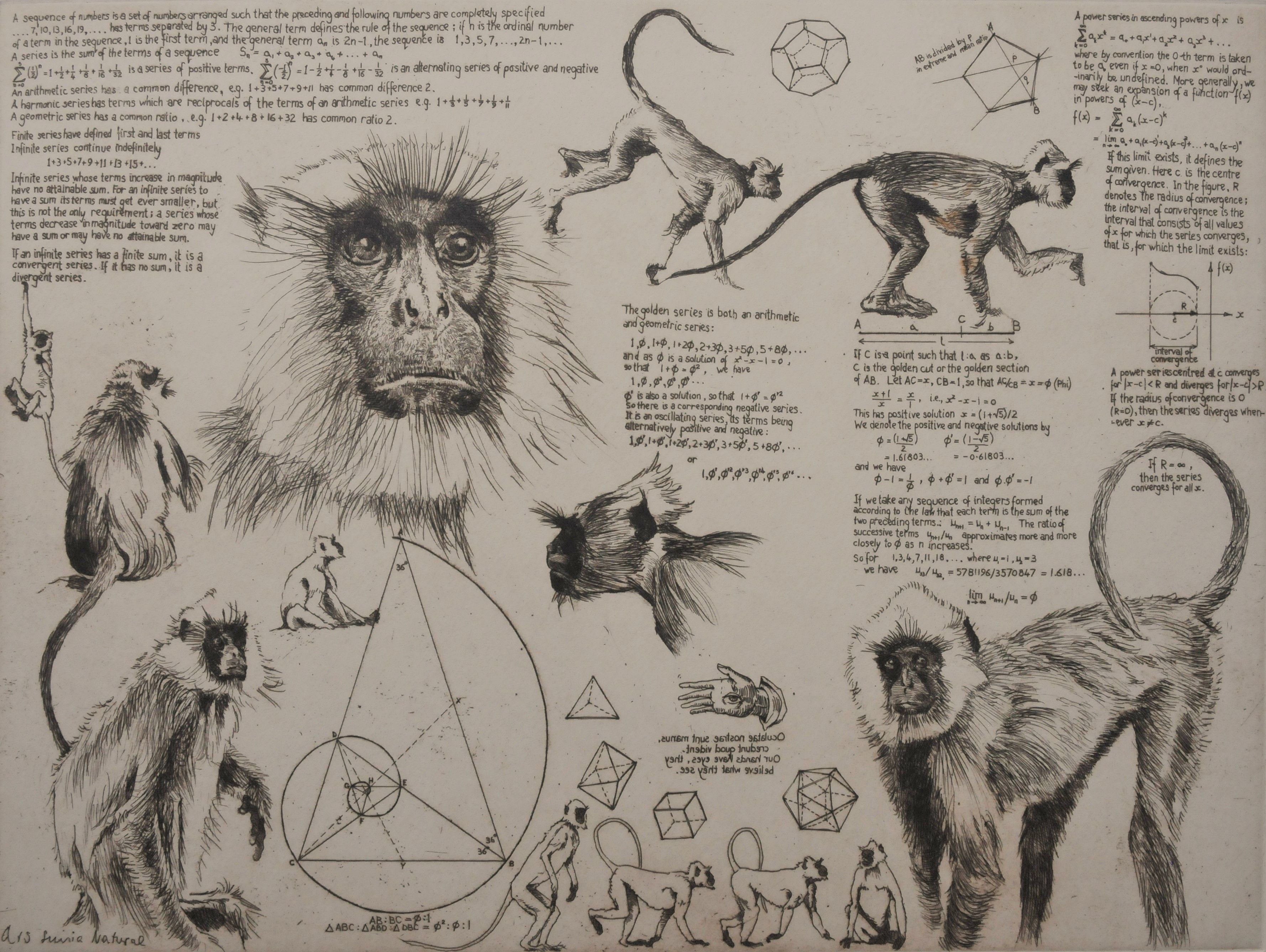 Monkey Series by Will Taylor