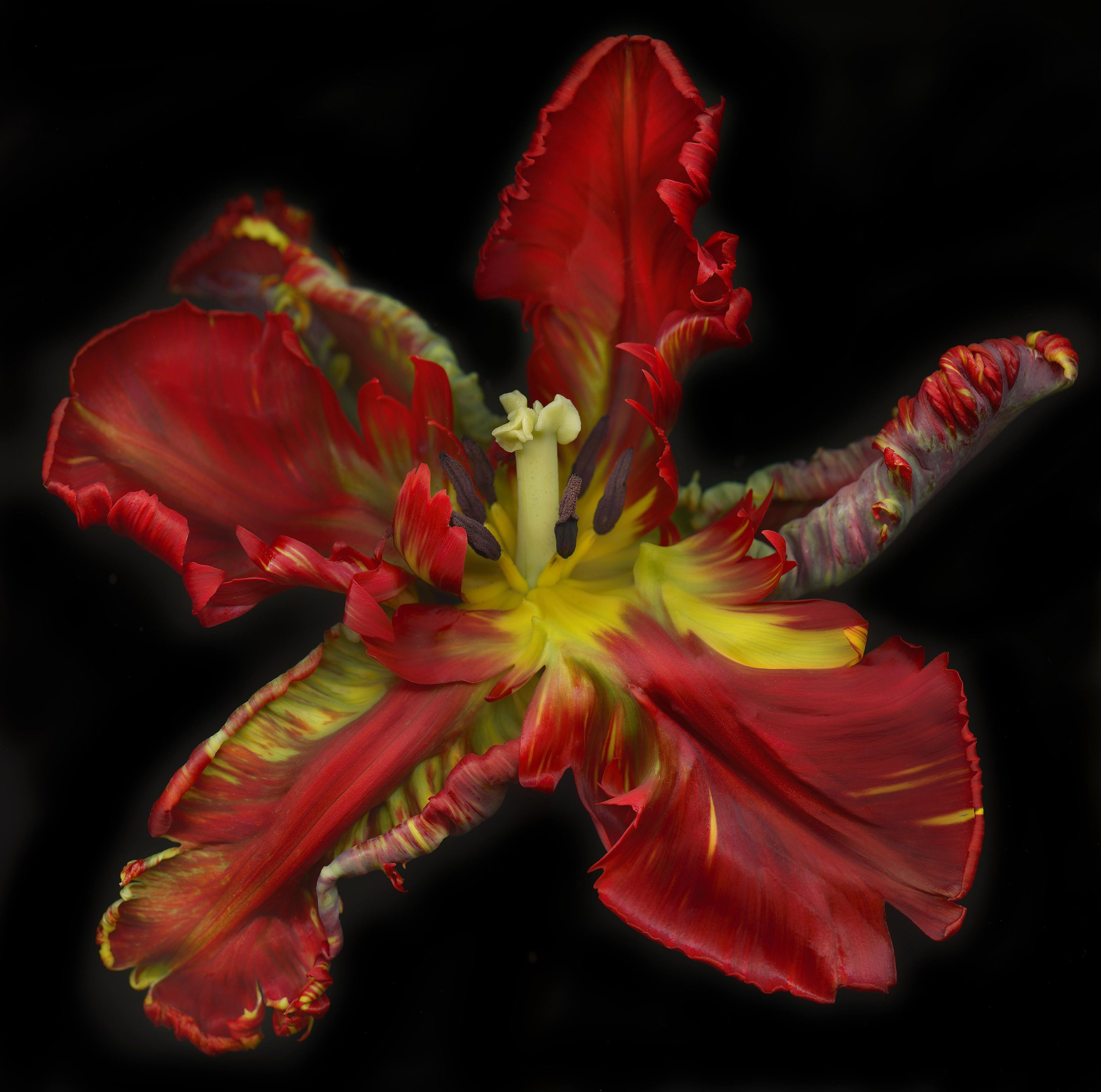 UNTITLED GARDEN 7   by Allan Forsyth