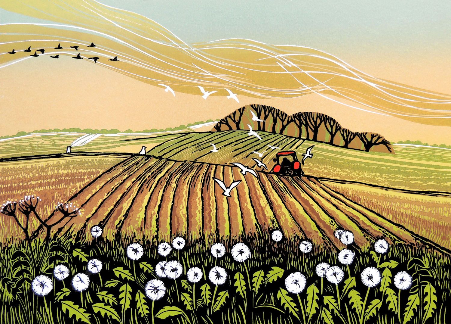 Dandelion Clocks by Rob Barnes