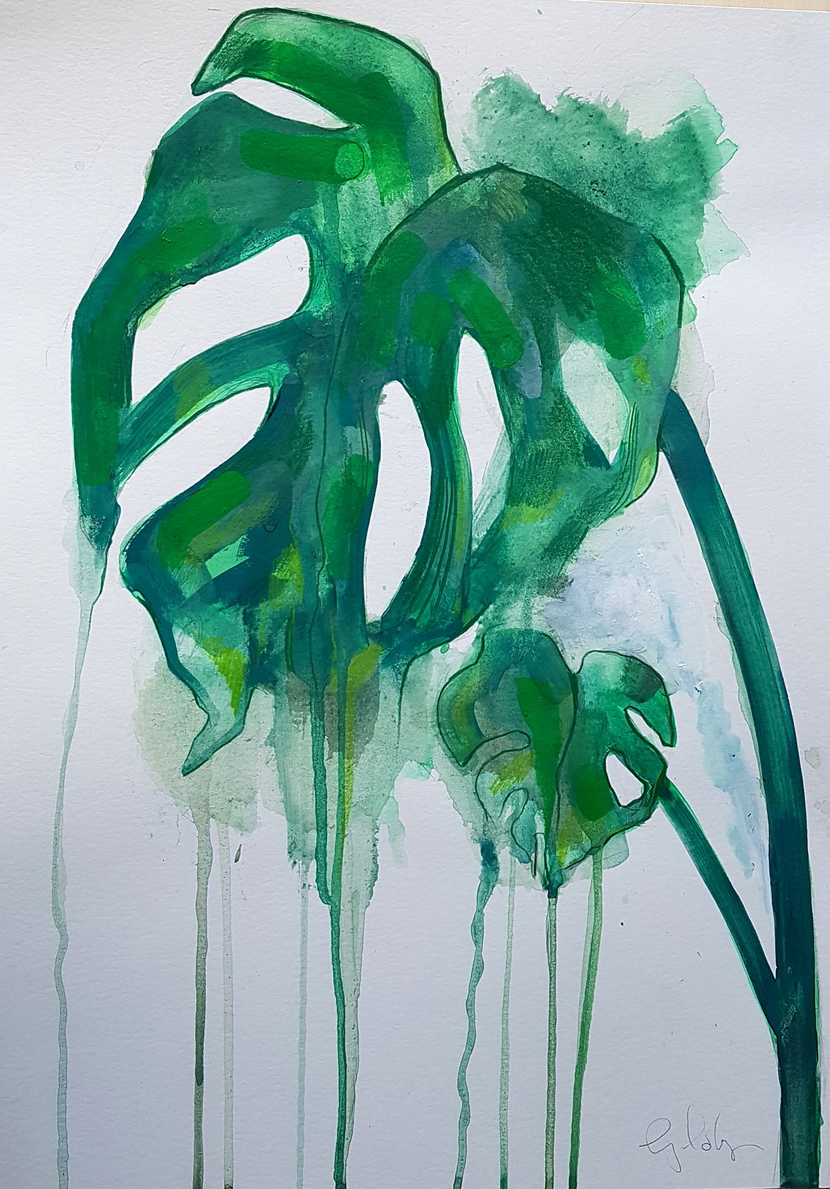 Cheese-plant by Gavin Dobson