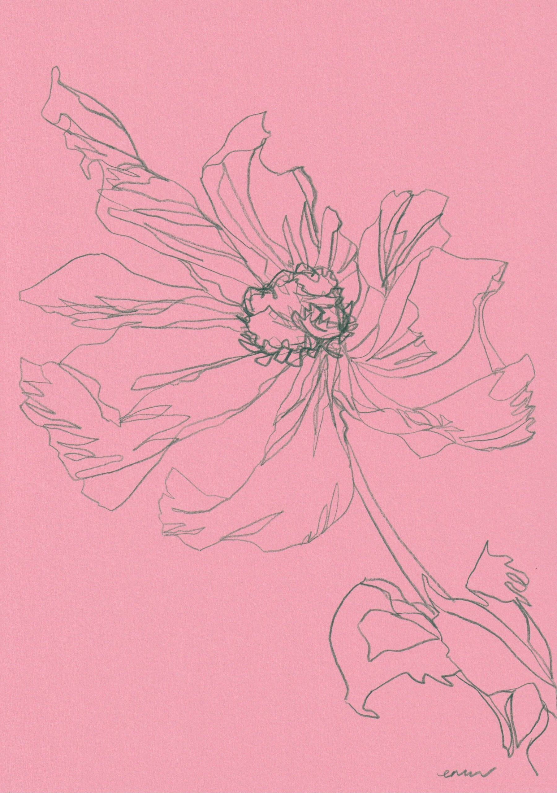 Icelandic Poppy 1 by Ellen Williams