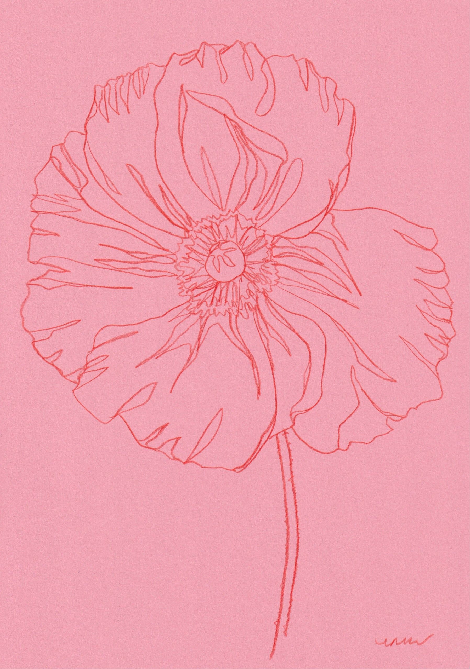 Icelandic Poppy 3 by Ellen Williams
