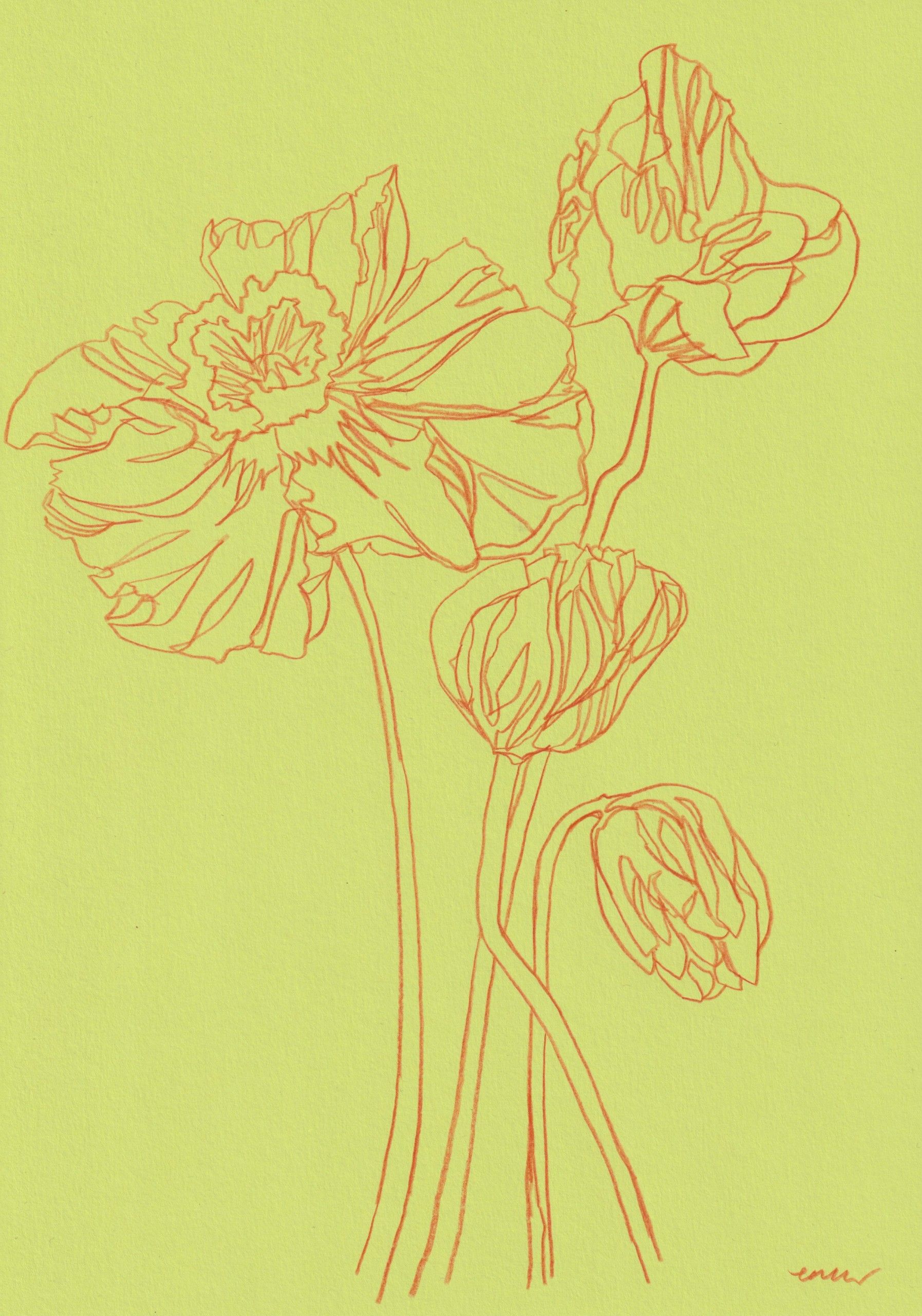 Icelandic Poppy 5 by Ellen Williams