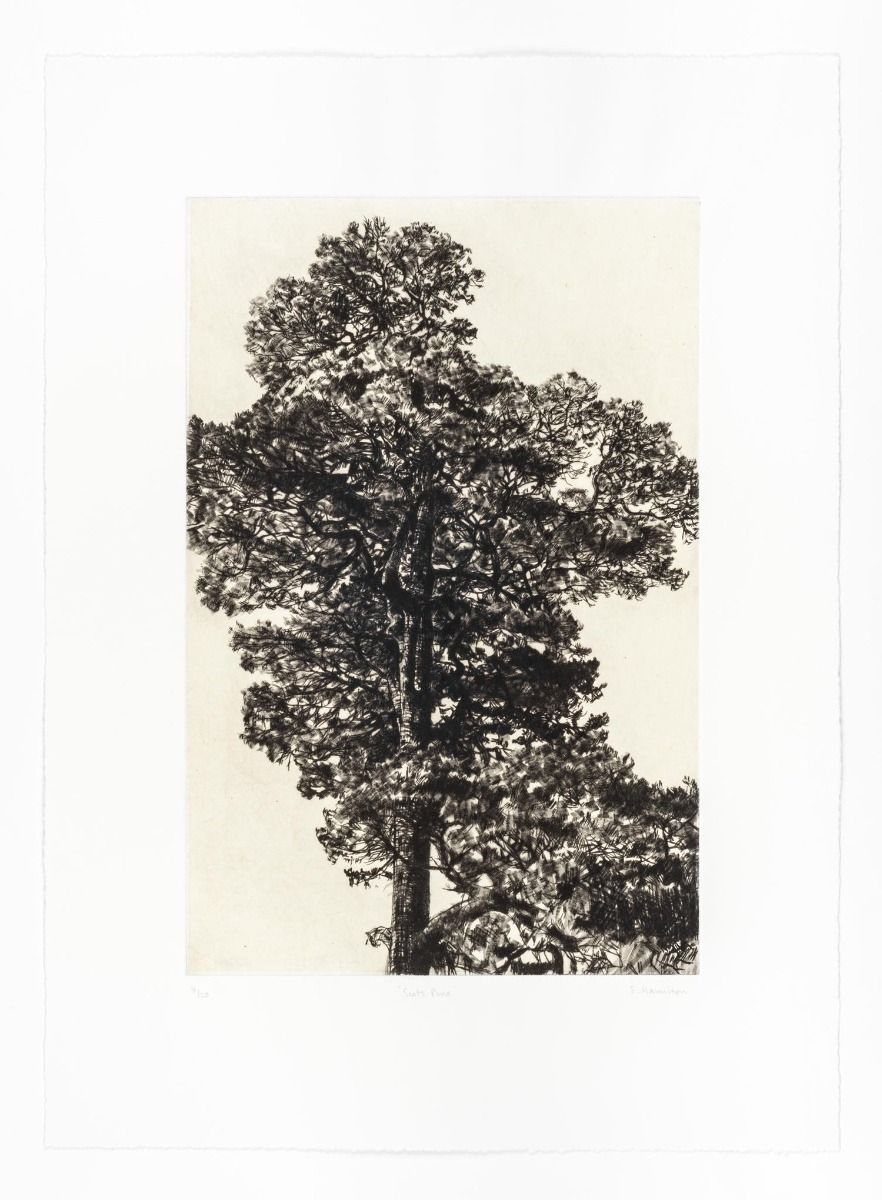 Scots Pine by Fiona Hamilton - Secondary Image