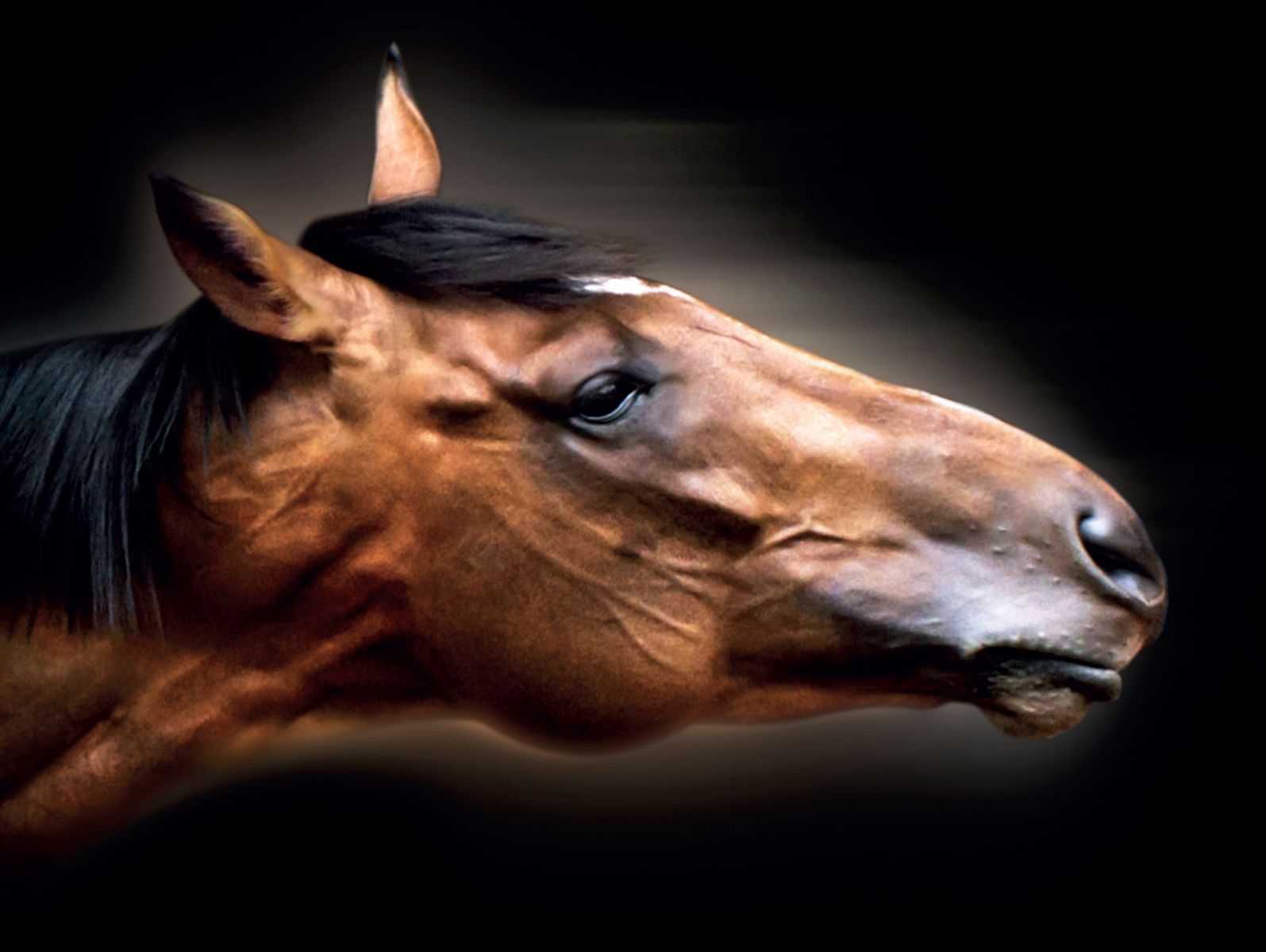 Frankel, The Great (2013) by Chris Levine