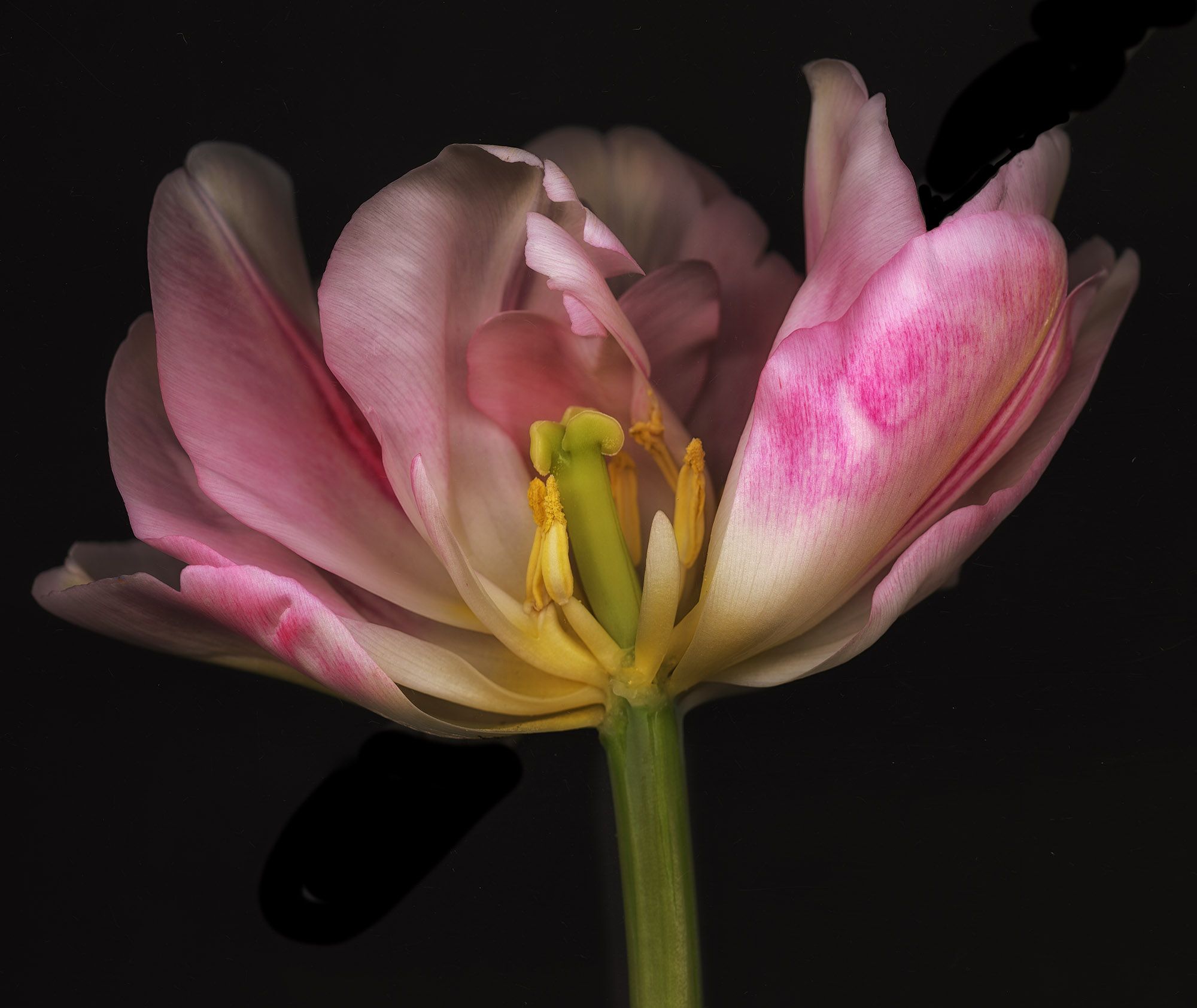 GHOST FLOWER N°8 by Allan Forsyth