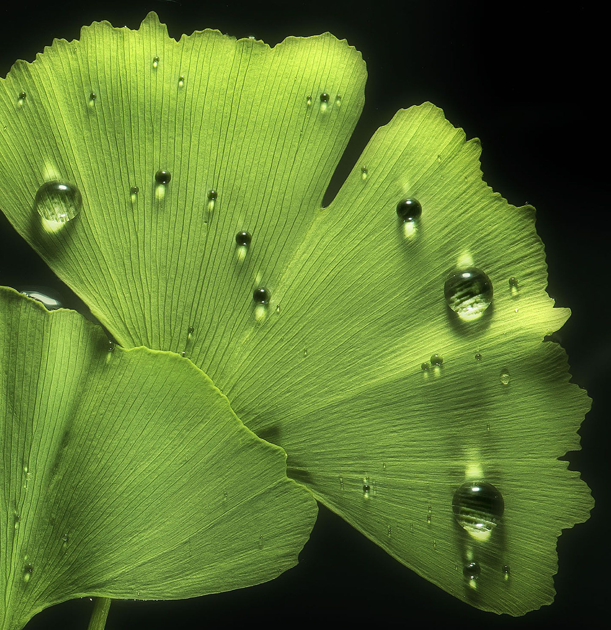 GINKGO BILOBA N°1 by Allan Forsyth - Secondary Image