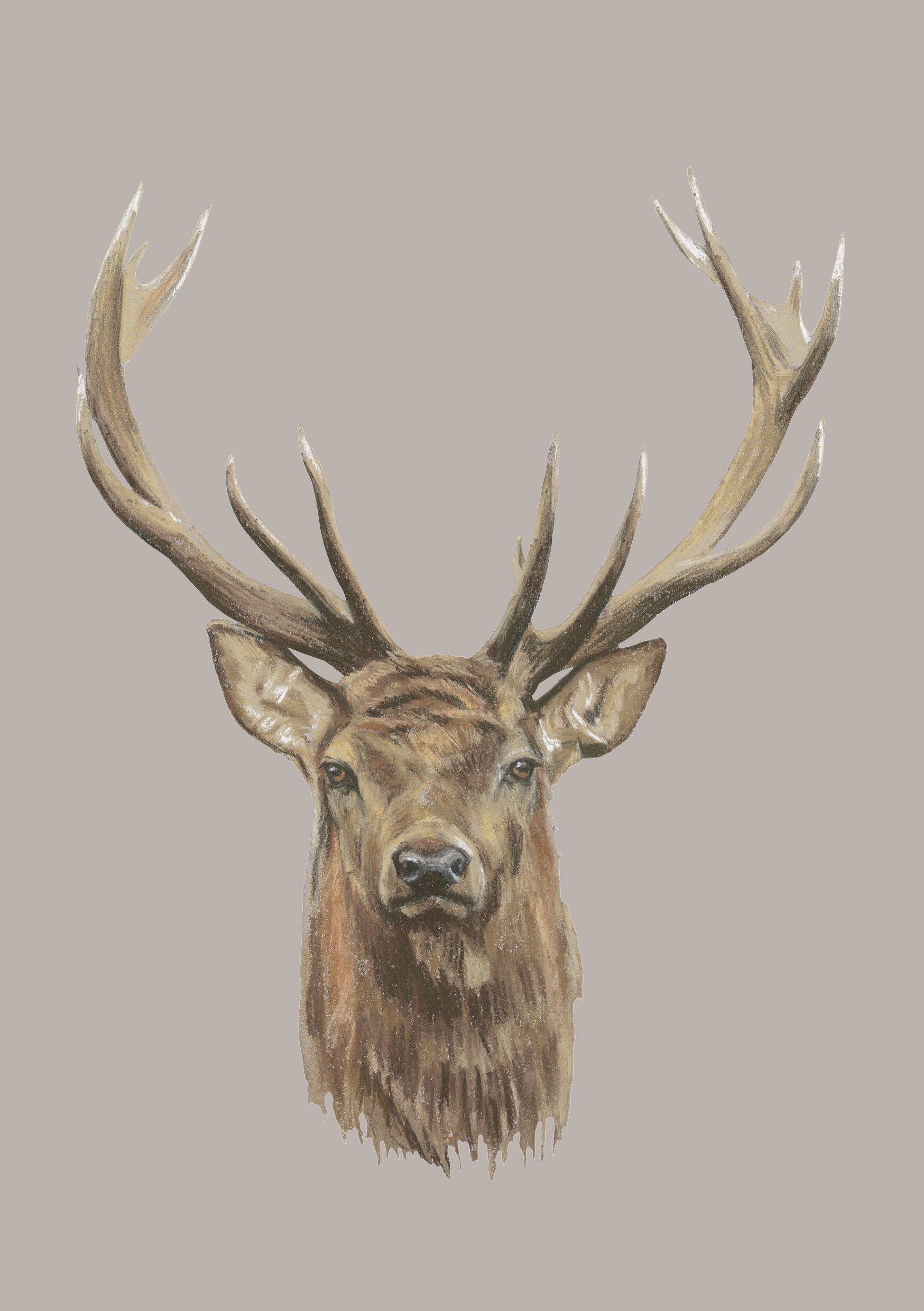Deer head by Anon