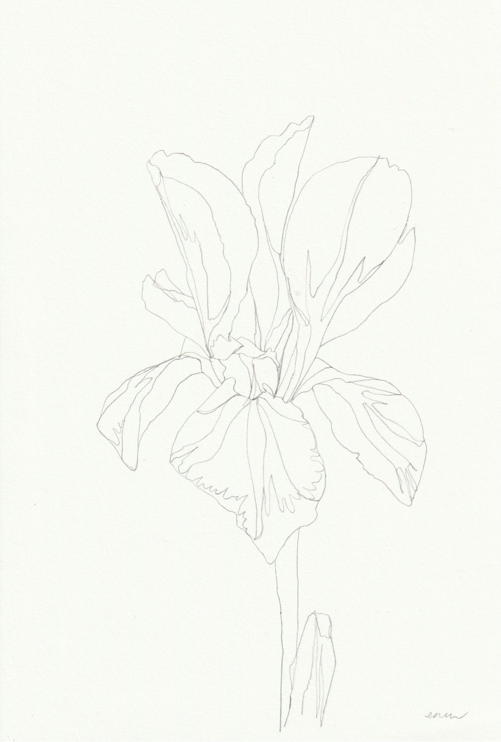 Iris 7 by Ellen Williams