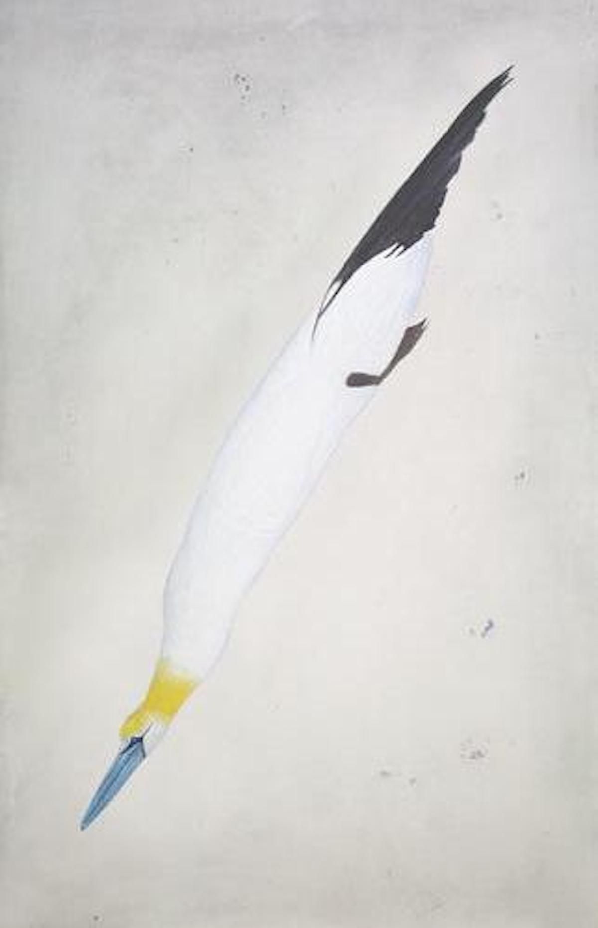 Gannet by Kate Boxer